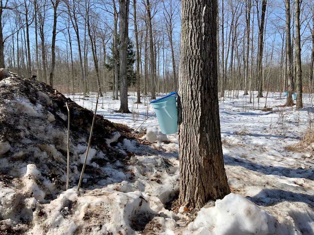 tales for dreamers: when the sugar maple weeps