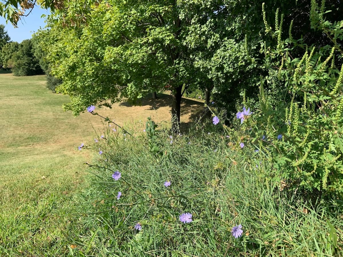 tales for dreamers: the necessity of flowers