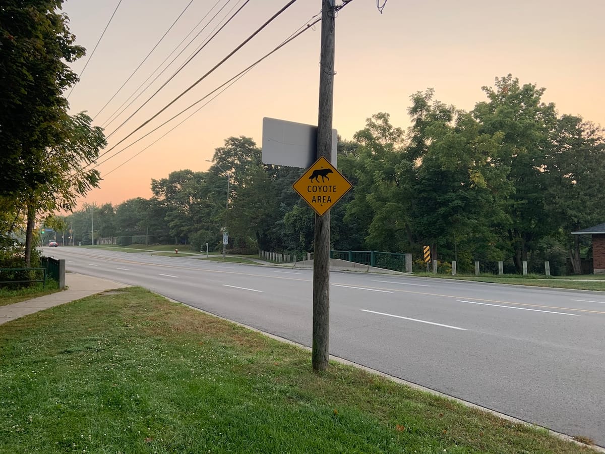 tales for dreamers: coyote area