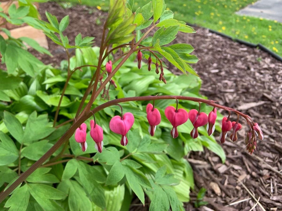 tales for dreamers: bleeding hearts