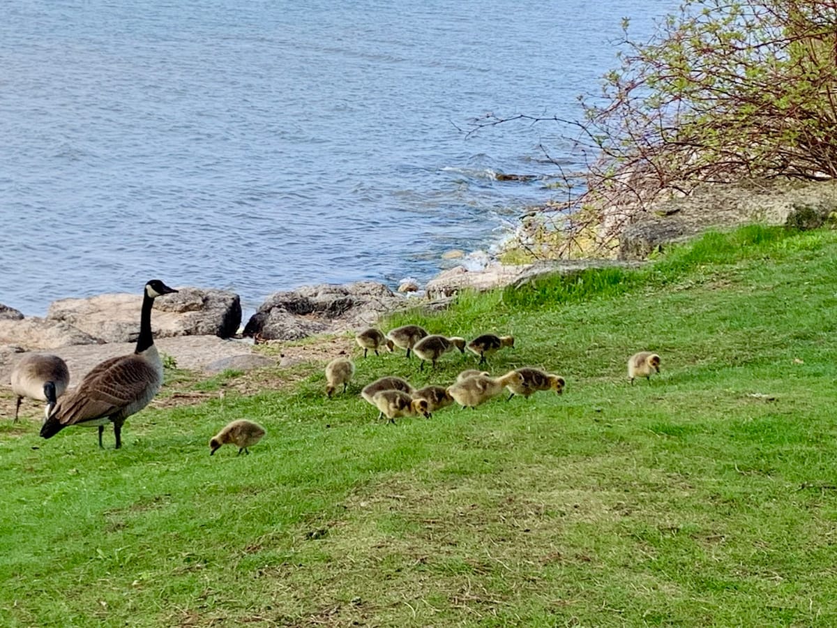 tales for dreamers: don't feed the hungry goslings