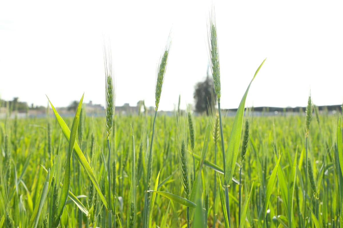 green crops on a wheat field