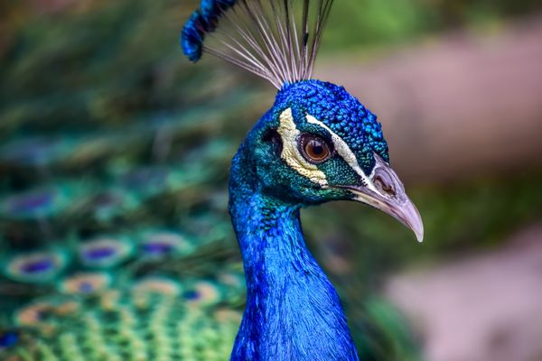 Face of a peacock