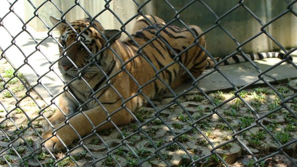 tiger behind wires of a fenced enclosure