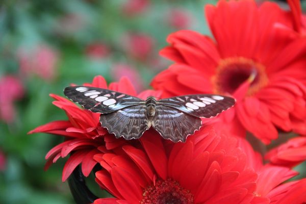 a butterfly perched on a red flower