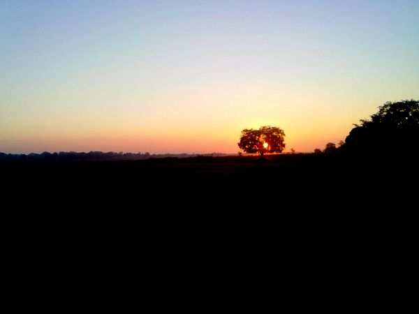 lone tree and meadow silhouetted against sunrise