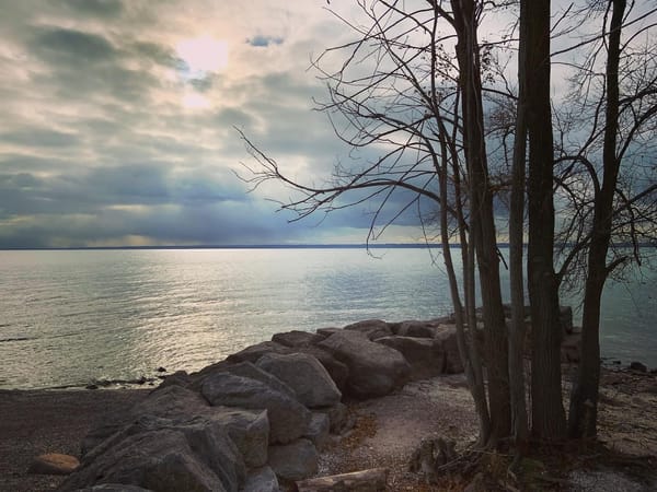 a leafless tree on the shore of Lake Ontario