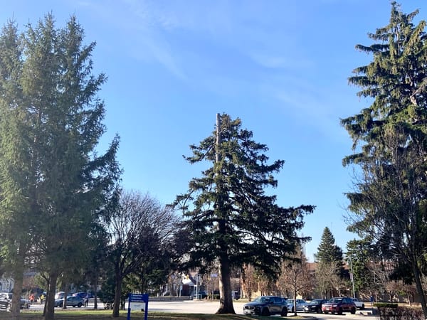 a tall evergreen tree with its top lobbed off surrounded by other trees in a parking lot