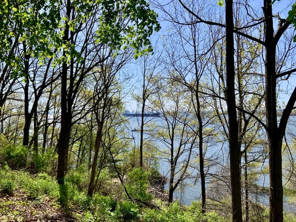 a ship on a blue lake seen through a cluster of trees on the shore