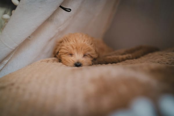 pup sleeping on a blanket