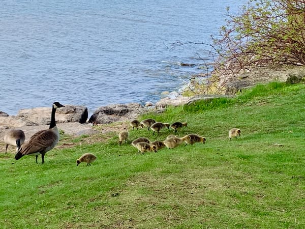 two adult geese and several goslings feeding on a grassy patch beside a water body