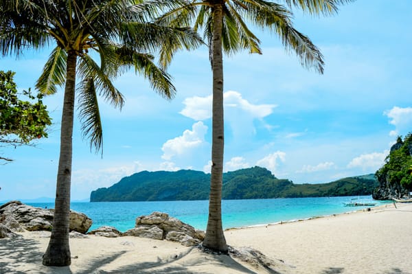 palm trees on a sandy shore by the beach under a blue sky