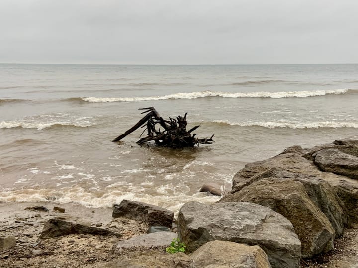 driftwood floating in the middle of a lake with muddy brown water under a grey sky