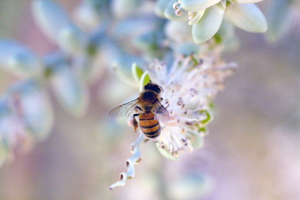 the murmur of bees